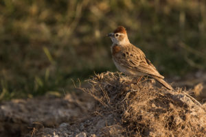 Red-capped Lark (Calandrella cinerea)