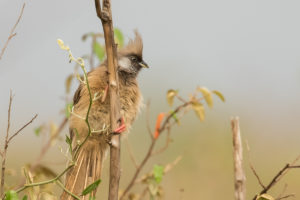 Speckled Mousebird (Colius striatus)