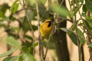 Spectacled Weaver (Ploceus ocularis)