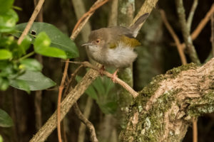 Green-backed Camaroptera (Camaroptera brachyura)