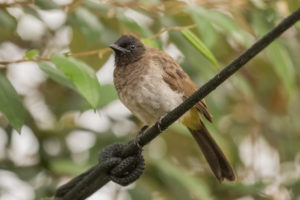 Common Bulbul (Dodson's) (Pycnonotus barbatus dodsoni)