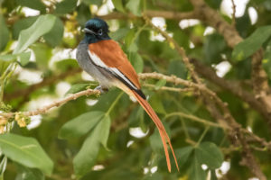 African Paradise-Flycatcher (Terpsiphone viridis)