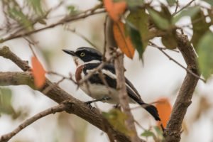 Chinspot Batis (Batis molitor)