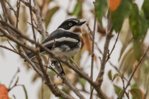 Chinspot Batis (Batis molitor)