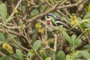 Chinspot Batis (Batis molitor)