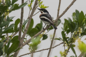 Chinspot Batis (Batis molitor)