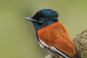 African Paradise-Flycatcher (Terpsiphone viridis)