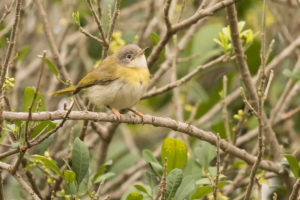 Yellow-breasted Apalis (Apalis flavida)