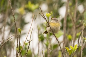 Yellow-breasted Apalis (Apalis flavida)