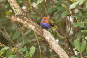 Purple Grenadier (Granatina ianthinogaster)