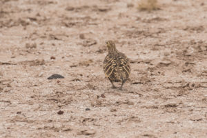 Chestnut-bellied Sandgrouse (Pterocles exustus)