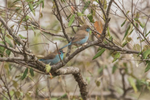 Red-cheeked Cordonbleu (Uraeginthus bengalus)