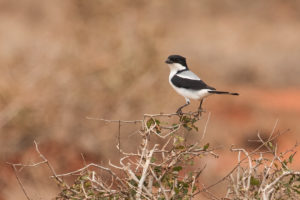 Taita Fiscal (Lanius dorsalis)