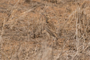 Red-winged Lark (Mirafra hypermetra)