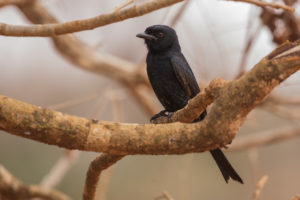 Fork-tailed Drongo (Dicrurus adsimilis)