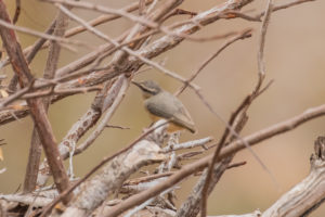 Northern Crombec (Sylvietta brachyura)