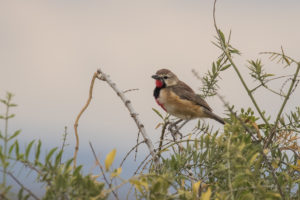 Rosy-patched Bushshrike (Rhodophoneus cruentus)