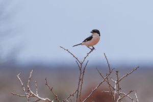 Taita Fiscal (Lanius dorsalis)