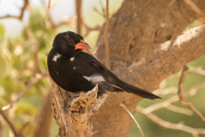 Red-billed Buffalo-Weaver (Bubalornis niger)