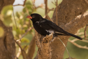 Red-billed Buffalo-Weaver (Bubalornis niger)