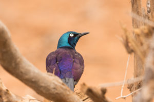 Golden-breasted Starling (Lamprotornis regius)