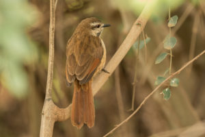 Spotted Morning-Thrush (Cichladusa guttata)