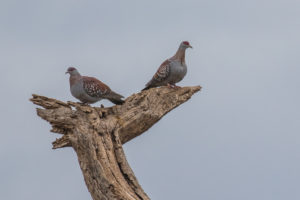 Speckled Pigeon (Columba guinea)