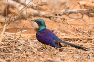 Golden-breasted Starling (Lamprotornis regius)