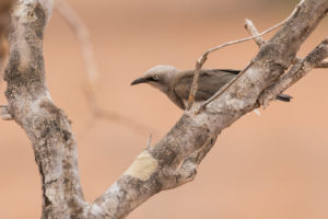 Fischer’s Starling (Lamprotornis fischeri)