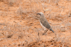 Fischer’s Starling (Lamprotornis fischeri)