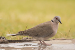 Mourning Collared-Dove (Streptopelia decipiens)