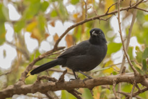 Slate-colored Boubou (Laniarius funebris)