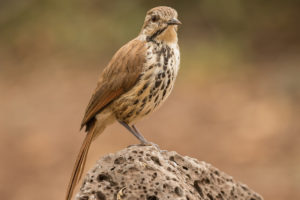 Spotted Morning-Thrush (Cichladusa guttata)