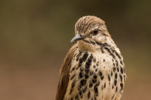 Spotted Morning-Thrush (Cichladusa guttata)