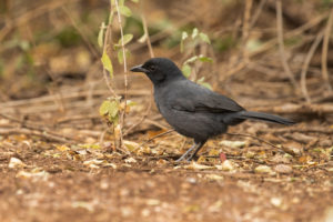 Slate-colored Boubou (Laniarius funebris)