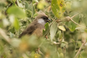 Speckled Mousebird (Colius striatus)