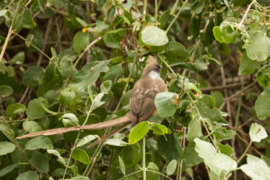 Speckled Mousebird (Colius striatus)