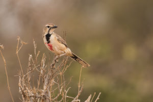 Rosy-patched Bushshrike (Rhodophoneus cruentus)