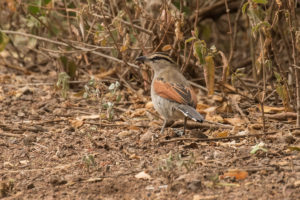 Brown-crowned Tchagra (Tchagra australis)