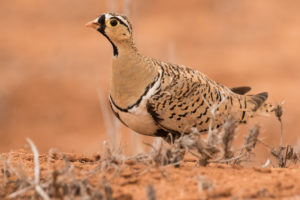 Black-faced Sandgrouse (Pterocles decoratus)