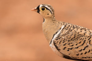 Black-faced Sandgrouse (Pterocles decoratus)