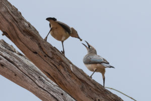 Fischer’s Starling (Lamprotornis fischeri)