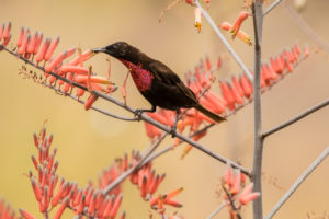 Scarlet-chested Sunbird (Chalcomitra senegalensis)