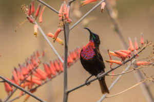 Scarlet-chested Sunbird (Chalcomitra senegalensis)