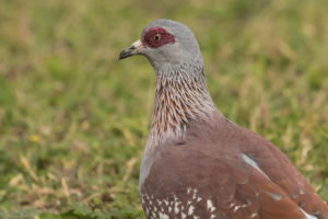 Speckled Pigeon (Columba guinea) - Amboseli / Jun 27, 2017