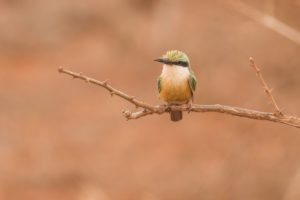 Somali Bee-eater (Merops revoilii)