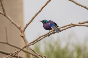 Golden-breasted Starling (Lamprotornis regius)