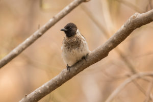 Common Bulbul (Dodson's) (Pycnonotus barbatus dodsoni)