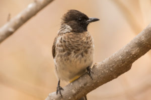 Common Bulbul (Dodson's) (Pycnonotus barbatus dodsoni)