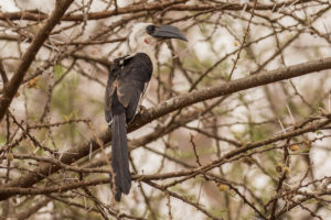 Von der Decken’s Hornbill (Tockus deckeni)